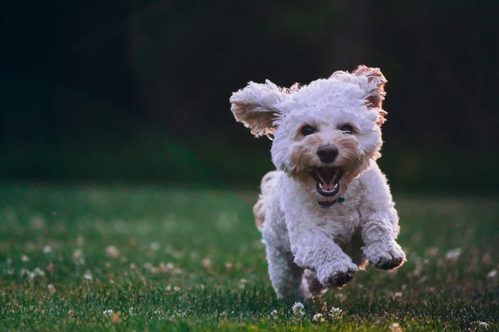 5 motivi per iscriverti ad un corso dog sitter Milano