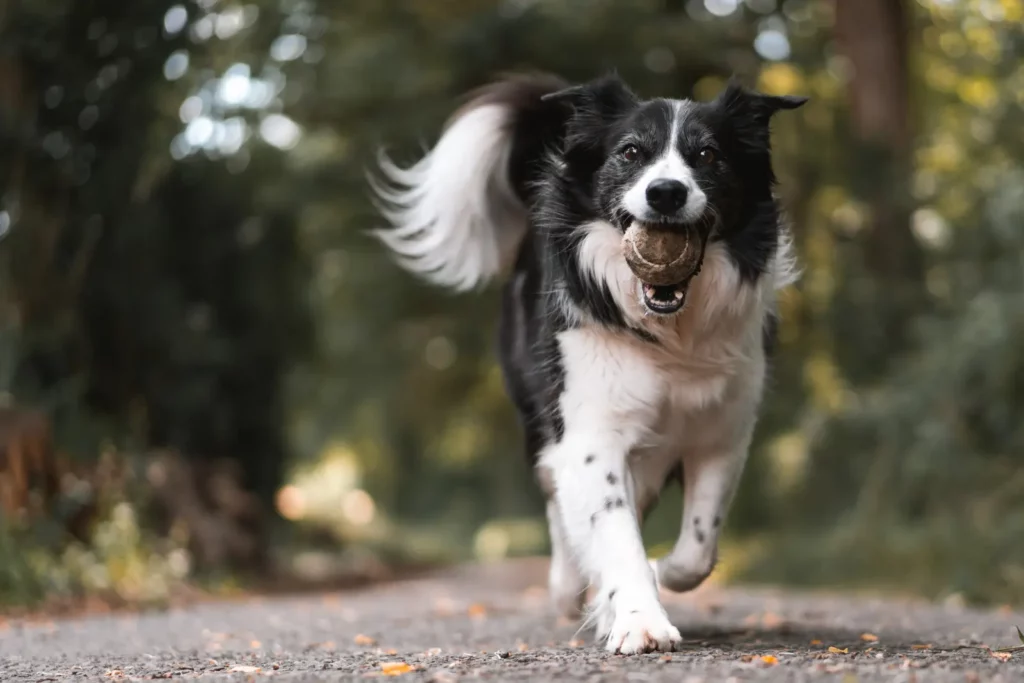 Scopri come scegliere il miglior corso per dog sitter